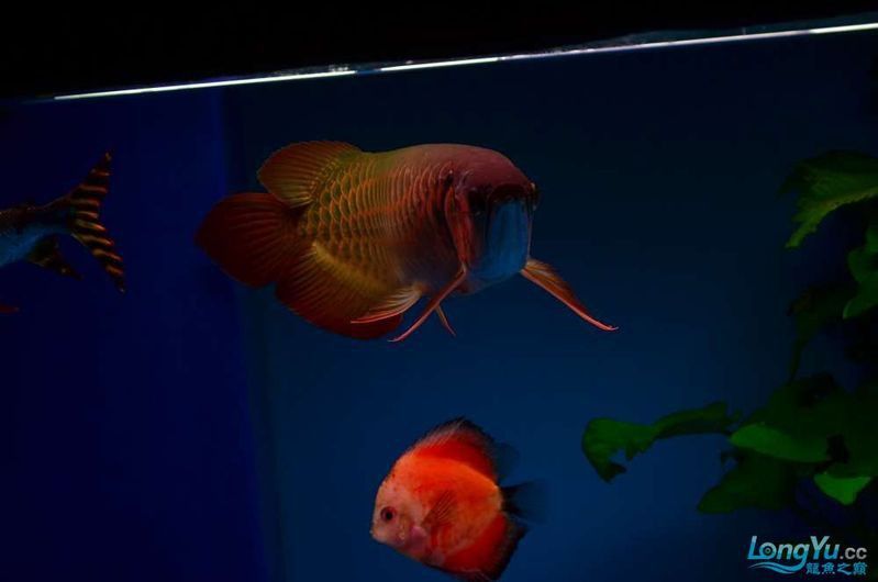 紅龍魚拍攝時最佳焦距是多少？