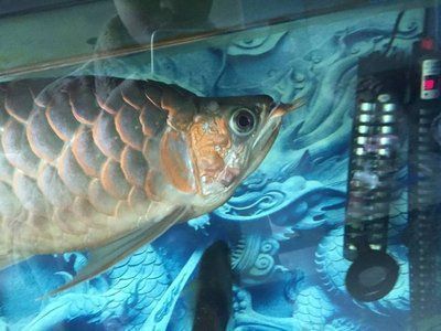 龍魚噎住了怎么辦，當(dāng)龍魚噎住時，首先需要保持冷靜