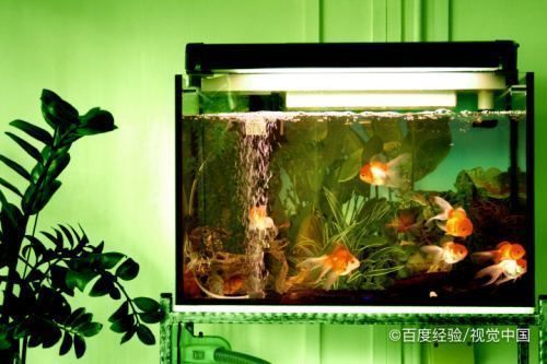 龍魚缸如何才能讓水質(zhì)更加清澈：龍魚缸水質(zhì)清澈是飼養(yǎng)者追求的目標，如何實現(xiàn)這一目標