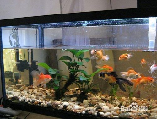 龍魚缸如何才能讓水質(zhì)更加清澈：龍魚缸水質(zhì)清澈是飼養(yǎng)者追求的目標，如何實現(xiàn)這一目標