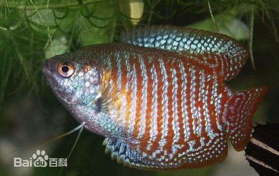 龍魚頭頂密密麻麻黑點是什么：龍魚頭頂出現密密麻麻的黑點可能是由多種因素引起的