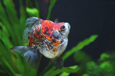 龍魚頭頂密密麻麻黑點是什么：龍魚頭頂出現密密麻麻的黑點可能是由多種因素引起的