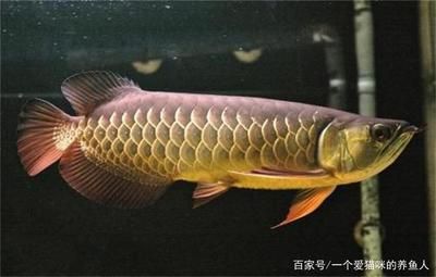 紅尾龍魚價格（關于紅尾龍魚價格的問題）