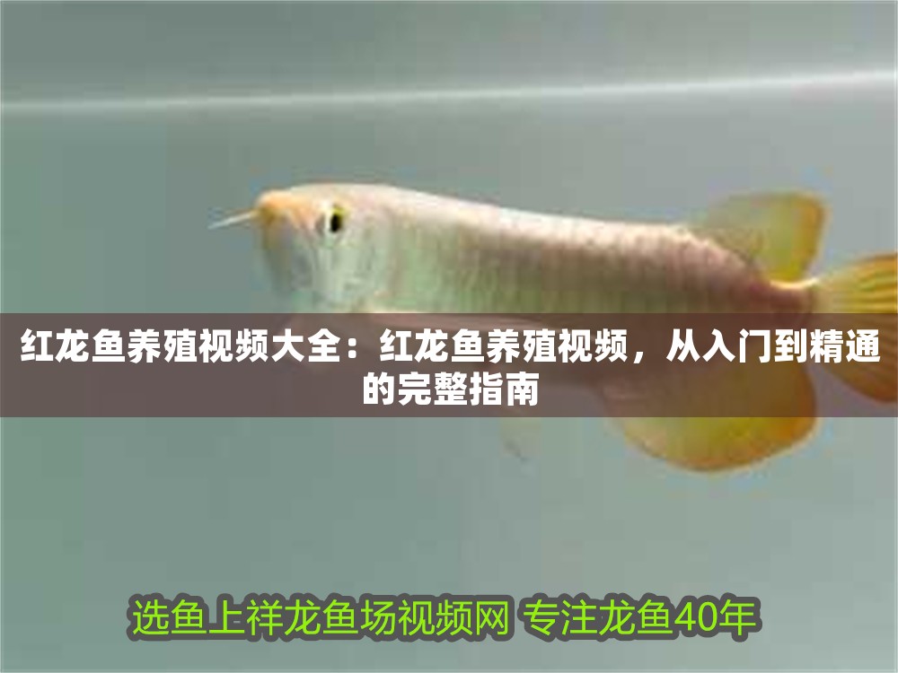 紅龍魚養殖視頻大全：紅龍魚養殖視頻，從入門到精通的完整指南