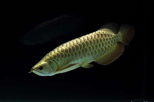 金龍魚最小的多大