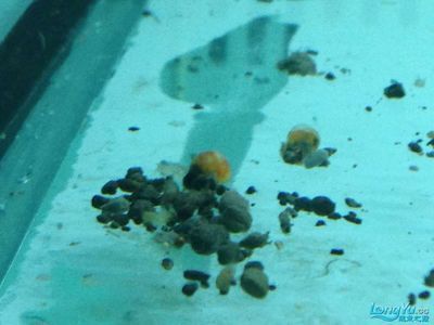 龍魚屎怎么處理：龍魚屎怎么處理，