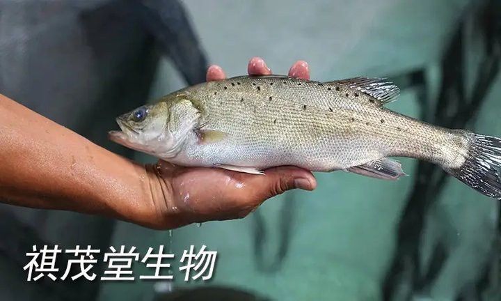 如何判斷龍魚是否患有充血病？