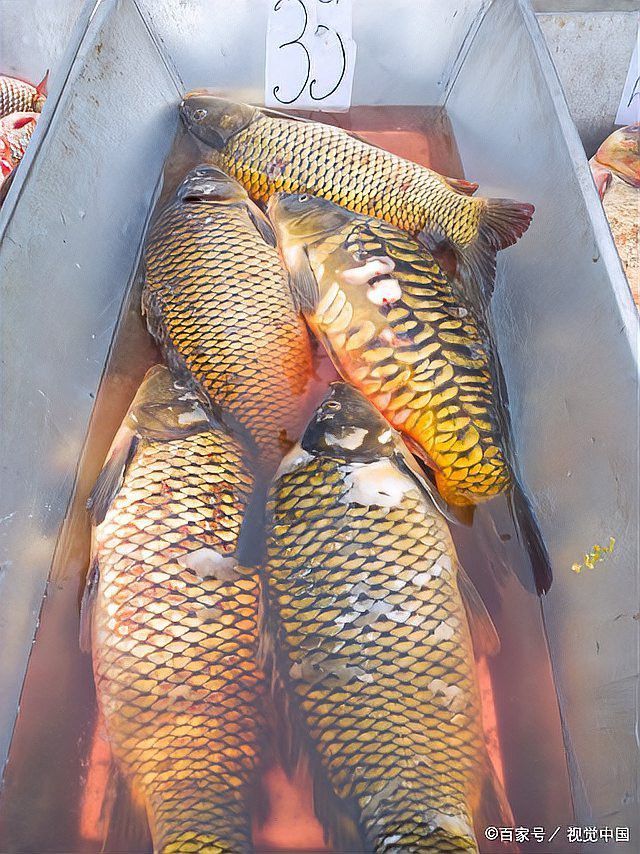 如何判斷龍魚是否患有充血病？