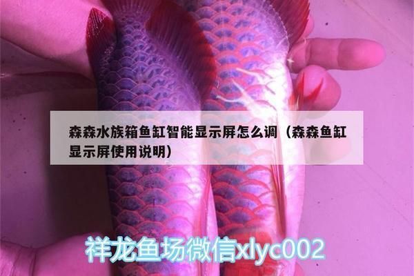 龍魚用什么燈光最好：龍魚燈光的選擇以及養(yǎng)殖技巧