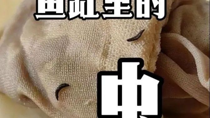 龍魚老孫前100號視頻在哪