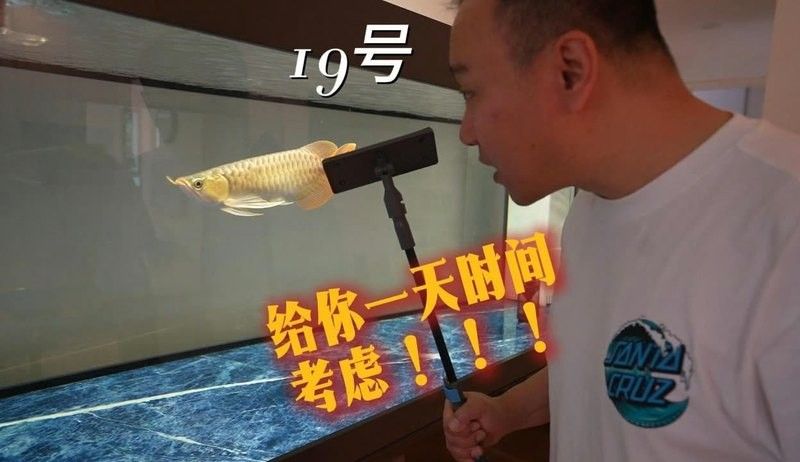 龍魚老孫前100號視頻在哪