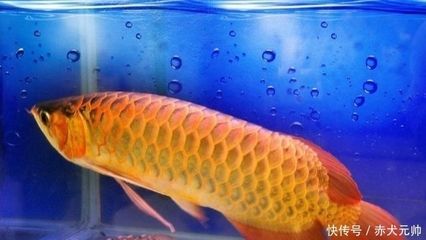 金龍魚一條：金龍魚在家庭烹飪中的應用與價值分析