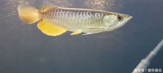 金龍魚一條：金龍魚在家庭烹飪中的應用與價值分析