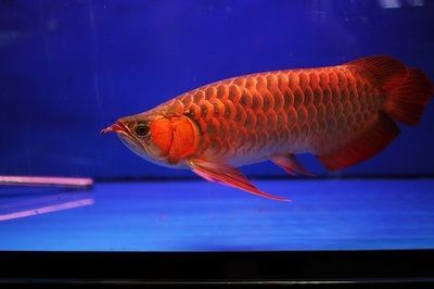 紅龍魚光照需求研究(紅龍魚光照強(qiáng)度調(diào)節(jié)技巧紅龍魚光照與水藻管理)