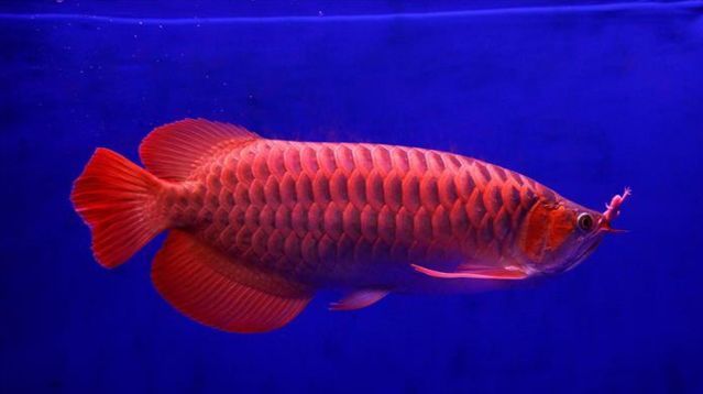 紅龍魚光照需求研究(紅龍魚光照強(qiáng)度調(diào)節(jié)技巧紅龍魚光照與水藻管理)