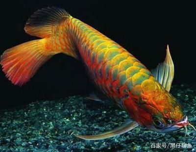 龍魚好吃嘛：龍魚不僅味道鮮美而且營養豐富，而且營養豐富，是一種值得嘗試的美食