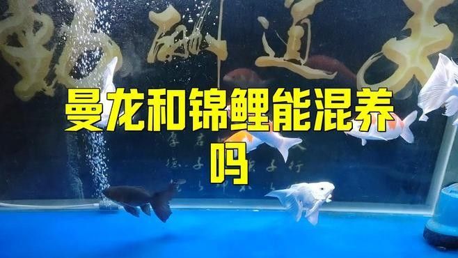 金龍魚龍魚排行榜，金龍魚龍魚十大排名推薦京東