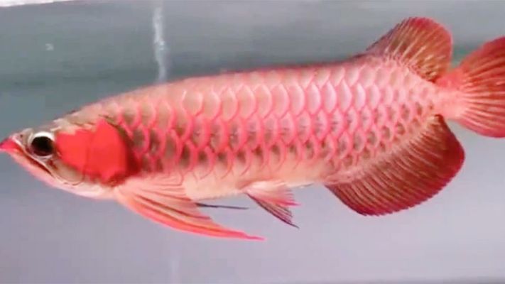 紅龍魚發色訣竅：紅龍魚怎么養，