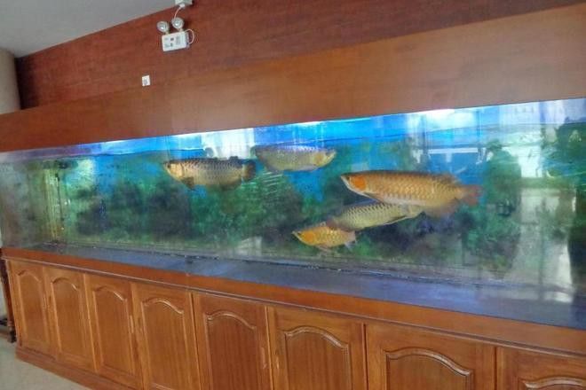 這些金龍魚都在哪里被拍賣？