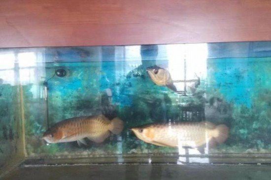 這些金龍魚都在哪里被拍賣？