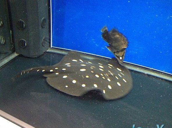 兩年的皇冠黑金魟魚 兩年的皇冠黑金魟魚 龍魚百科 第3張