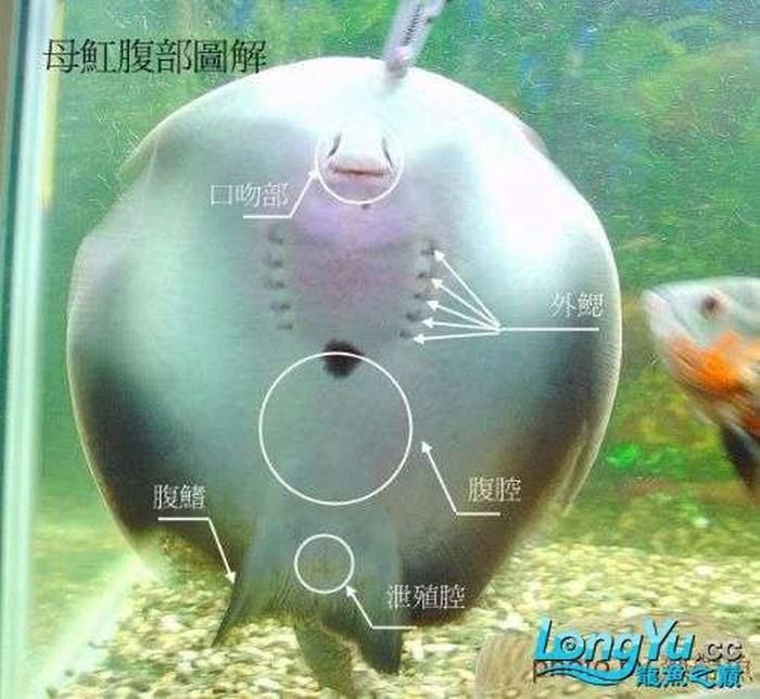 兩年的皇冠黑金魟魚 兩年的皇冠黑金魟魚 龍魚百科 第7張