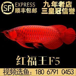 紅龍魚報價（紅龍魚價格多少錢一條）