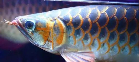 龍魚亞成魚是多大（關于龍魚亞成魚的具體尺寸搜索結果中并沒有直接提及）