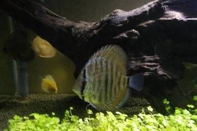 龍魚亞成魚是多大（關于龍魚亞成魚的具體尺寸搜索結果中并沒有直接提及）