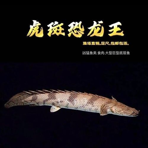 虎斑恐龍魚飼養方法視頻大全圖解