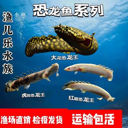 虎斑恐龍魚飼養方法視頻大全圖解