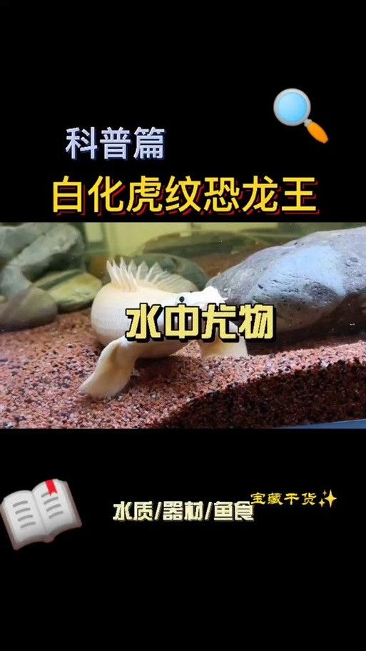 虎斑恐龍魚飼養方法視頻大全圖解