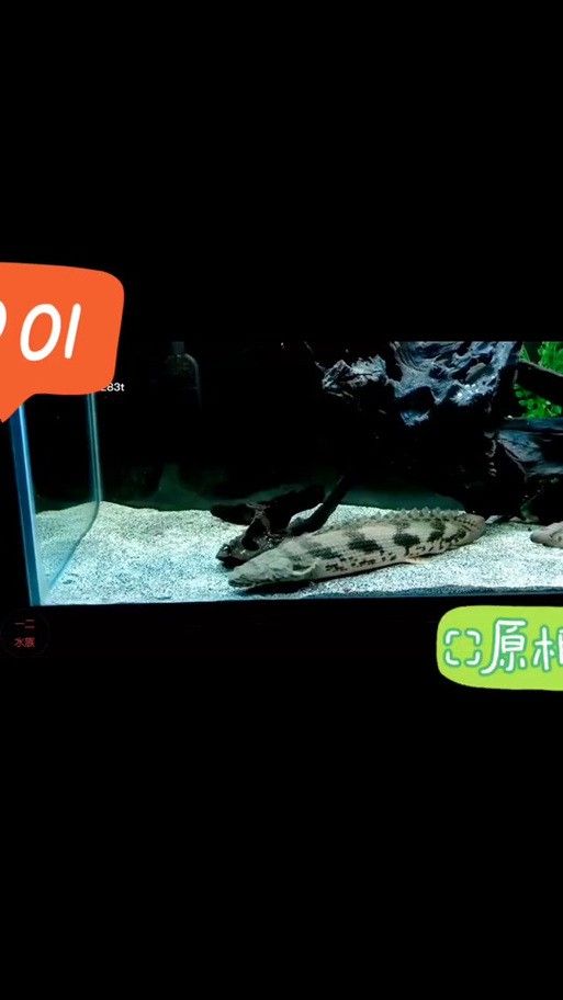 虎斑恐龍魚飼養方法視頻大全圖解