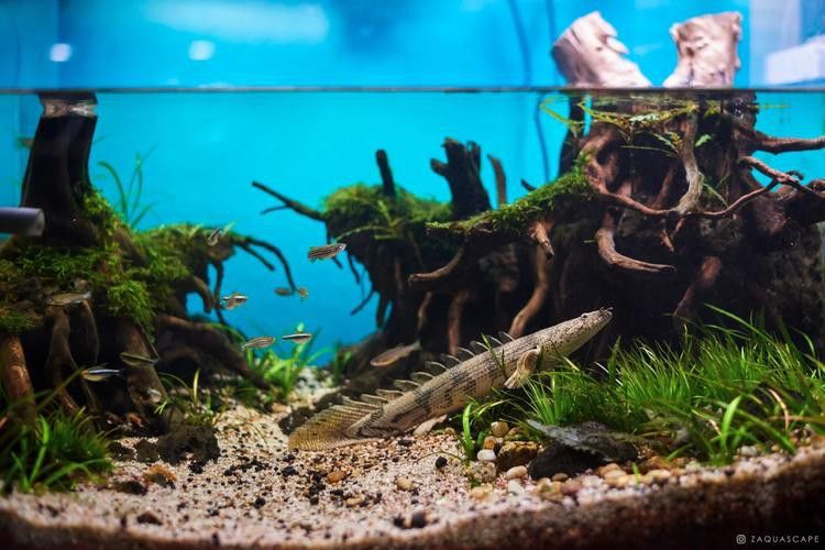 虎斑恐龍魚飼養方法視頻大全圖解