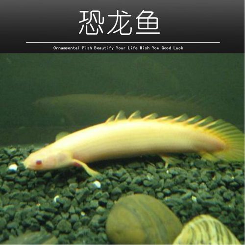 虎斑恐龍魚飼養方法視頻大全圖解