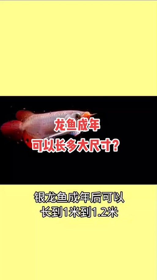 虎斑恐龍魚飼養方法視頻大全圖解