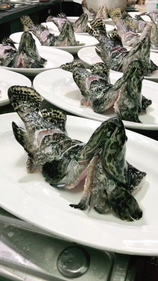 虎斑恐龍魚飼養方法視頻大全圖解