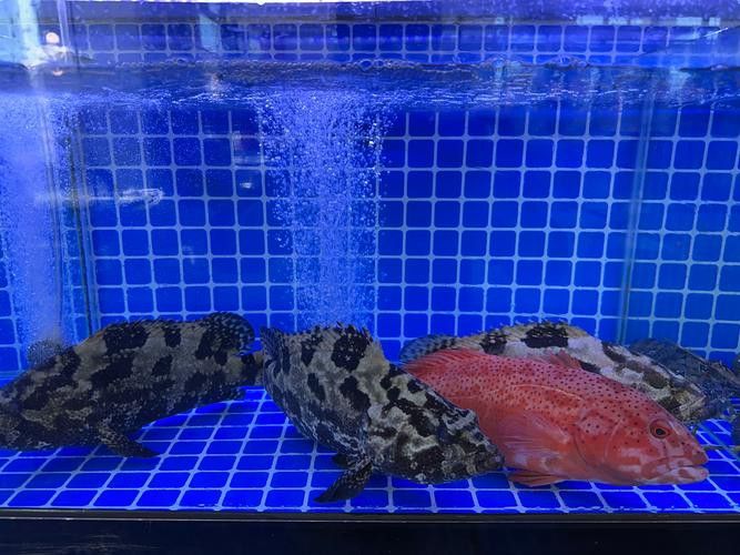 虎斑恐龍魚飼養方法視頻大全圖解