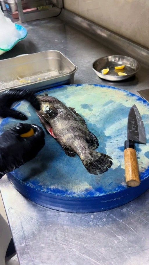 虎斑恐龍魚飼養方法視頻大全圖解