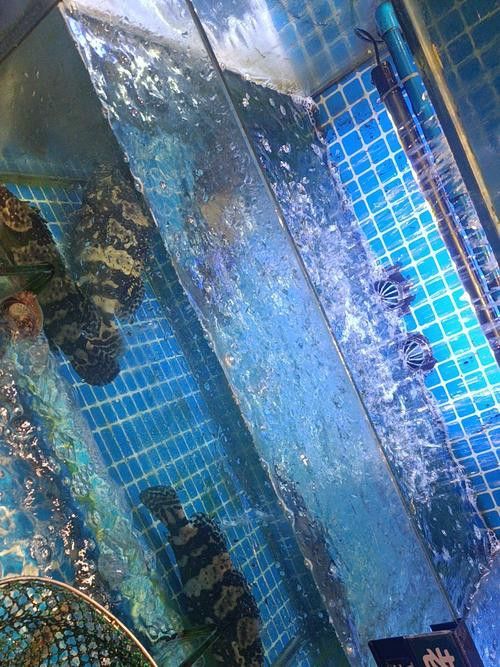 虎斑恐龍魚飼養方法視頻大全圖解