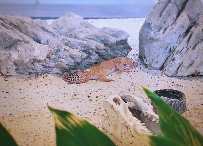 虎斑恐龍魚飼養方法視頻大全圖解