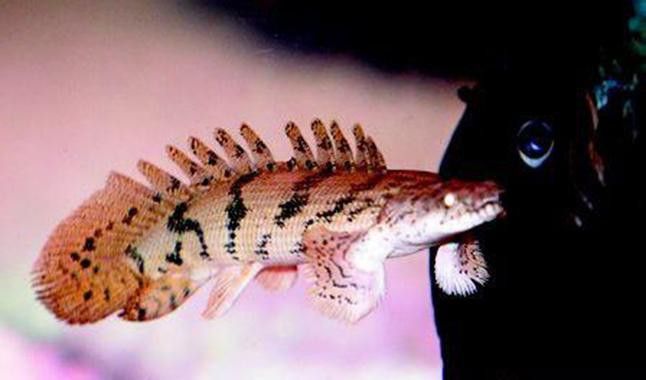 虎斑恐龍魚飼養方法視頻大全圖解