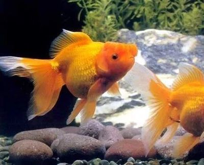 紅龍吃小金魚好嗎？：紅龍魚可以吃小金魚嗎