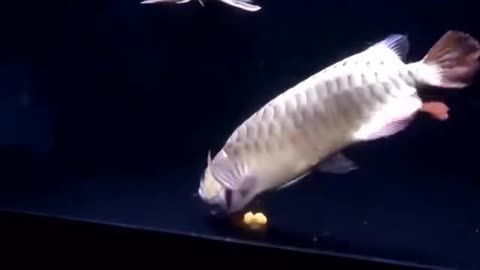 國內龍魚繁殖第一人（國內龍魚繁殖第一人具體信息，李亞四繁殖場卻面臨欠租倒閉知乎專欄）