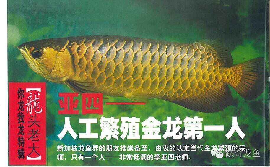 國內龍魚繁殖第一人（國內龍魚繁殖第一人具體信息，李亞四繁殖場卻面臨欠租倒閉知乎專欄）