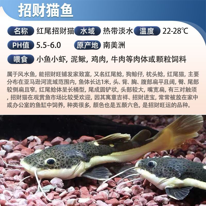 龍魚招財貓養幾條最好，龍魚招財貓養幾條好，家庭養魚指南