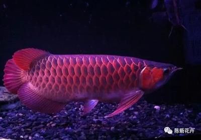 白色龍魚好紅色的魚能吃嗎：紅色龍魚與紅色龍魚的混養問題，白色龍魚能吃嗎，
