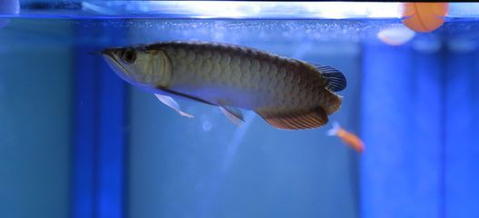 金龍魚尾巴邊緣發黑什么原因：金龍魚尾巴邊緣發黑是什么原因金龍魚尾巴邊緣發黑的原因
