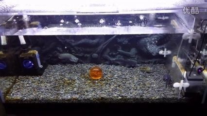 養(yǎng)銀龍魚最小多大的缸好：養(yǎng)銀龍魚的最小缸尺寸應該是多大？