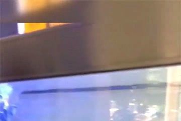 龍魚和薩伊藍能混養嗎：龍魚和薩伊藍可以混養嗎